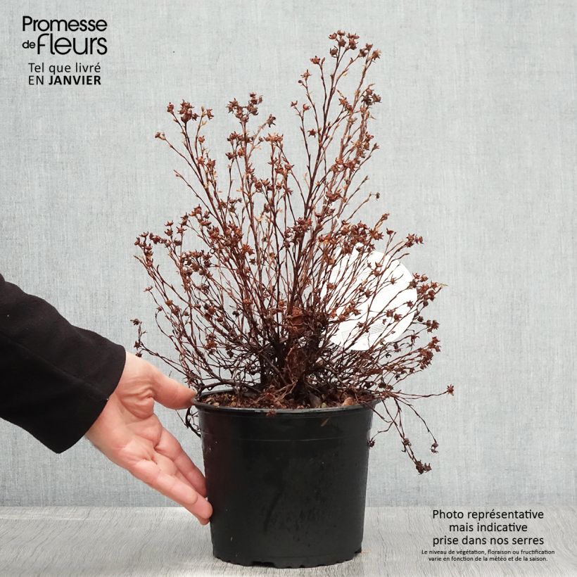 Amostra de Potentilla fruticosa Danny Boy - Potentille arbustive à fleurs simples rose framboise Vaso de 2 L/3 L tal como entregue no inverno