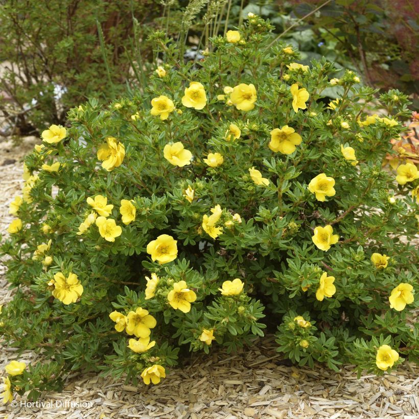 Potentilla fruticosa Double Punch Gold (Hábito)
