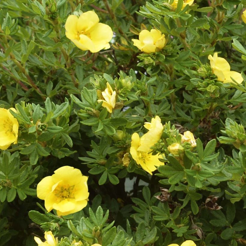 Potentilla fruticosa Double Punch Gold (Folhagem)