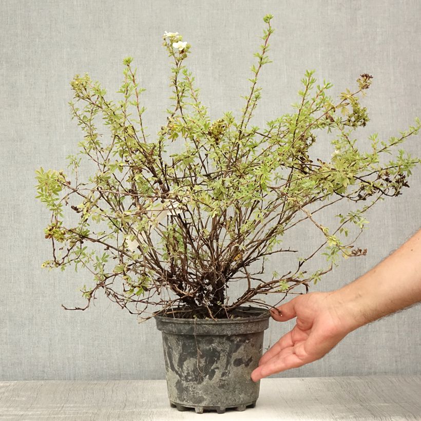 Amostra de Potentilla fruticosa Double Punch Pastel Vaso de 3 L/4 L tal como entregue no verão