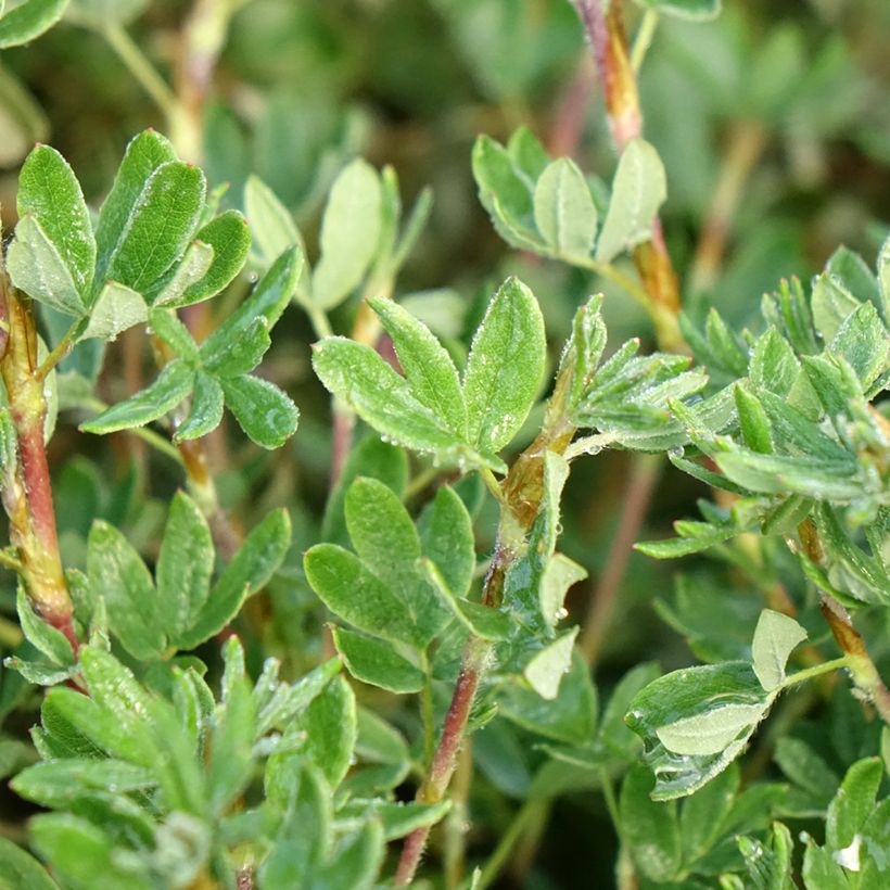Potentilla fruticosa Double Punch Pastel (Folhagem)