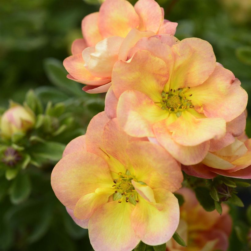 Potentilla fruticosa Double Punch Peach (Floração)