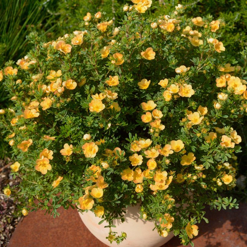 Potentilla fruticosa Double Punch Peach (Hábito)