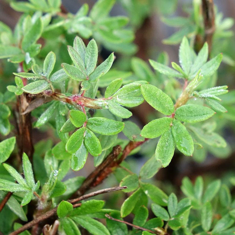 Potentilla fruticosa Double Punch Pink - Cinquefoil-arbustivo (Folhagem)
