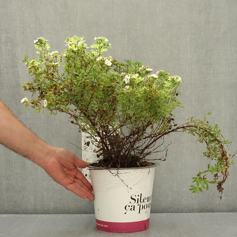 Amostra de Potentilla fruticosa Double Punch Pink - Cinquefoil-arbustivo Vaso de 4 L/5 L tal como entregue no verão