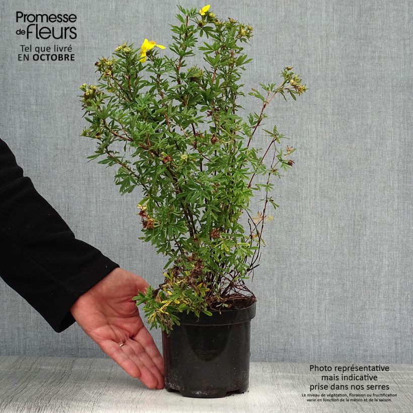 Amostra de Potentilla fruticosa Goldfinger Vaso de 1 L/1,5 L tal como entregue no outono
