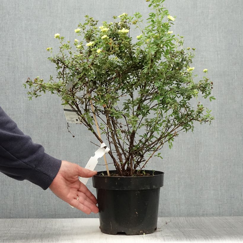 Amostra de Potentilla fruticosa Lemon Meringue Vaso de 2 L/3 L tal como entregue no verão