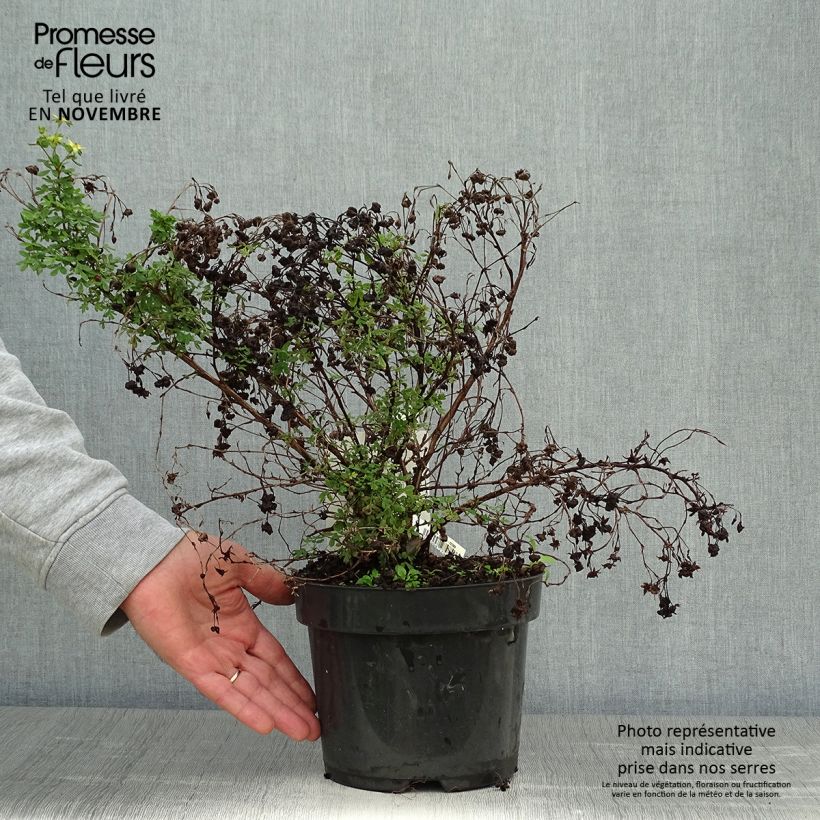 Amostra de Potentilla fruticosa Limelight Vaso de 3 L/4 L tal como entregue no outono