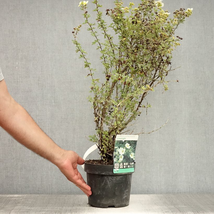 Amostra de Potentilla fruticosa Limelight Vaso de 3 L/4 L tal como entregue no verão