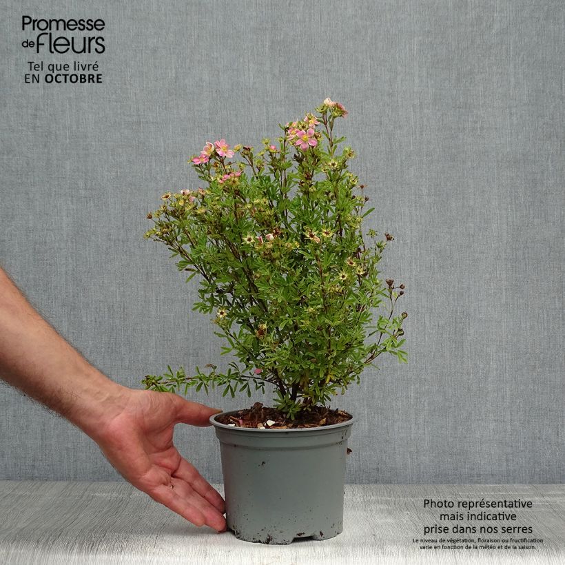 Amostra de Potentilla fruticosa Lovely Pink Vaso de 1,5 L/2 L tal como entregue no outono