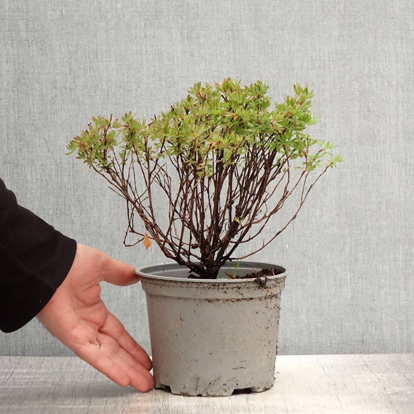 Amostra de Potentilla fruticosa Lovely Pink Vaso de 1,5 L/2 L tal como entregue na primavera