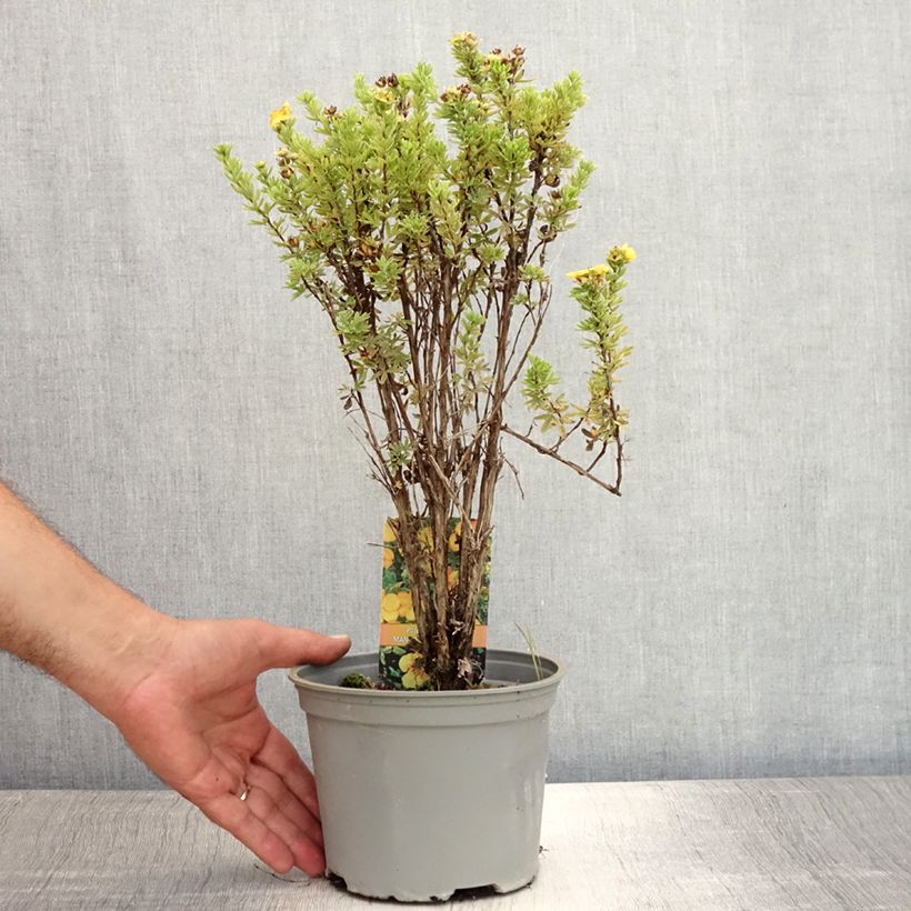Amostra de Potentilla fruticosa Mango Tango Vaso de 2 L/3 L tal como entregue no verão