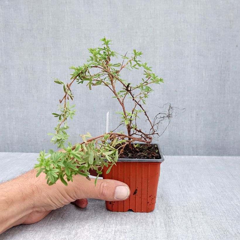 Amostra de Potentilla fruticosa Mango Tango Vaso de 8/9 cm tal como entregue no outono