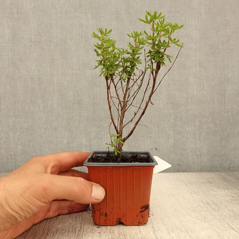 Amostra de Potentilla fruticosa Mango Tango Vaso de 8/9 cm tal como entregue na primavera