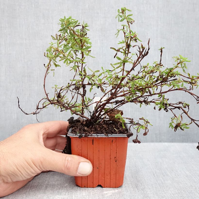 Amostra de Potentilla fruticosa Marian Red Robin Vaso de 8/9 cm tal como entregue no outono