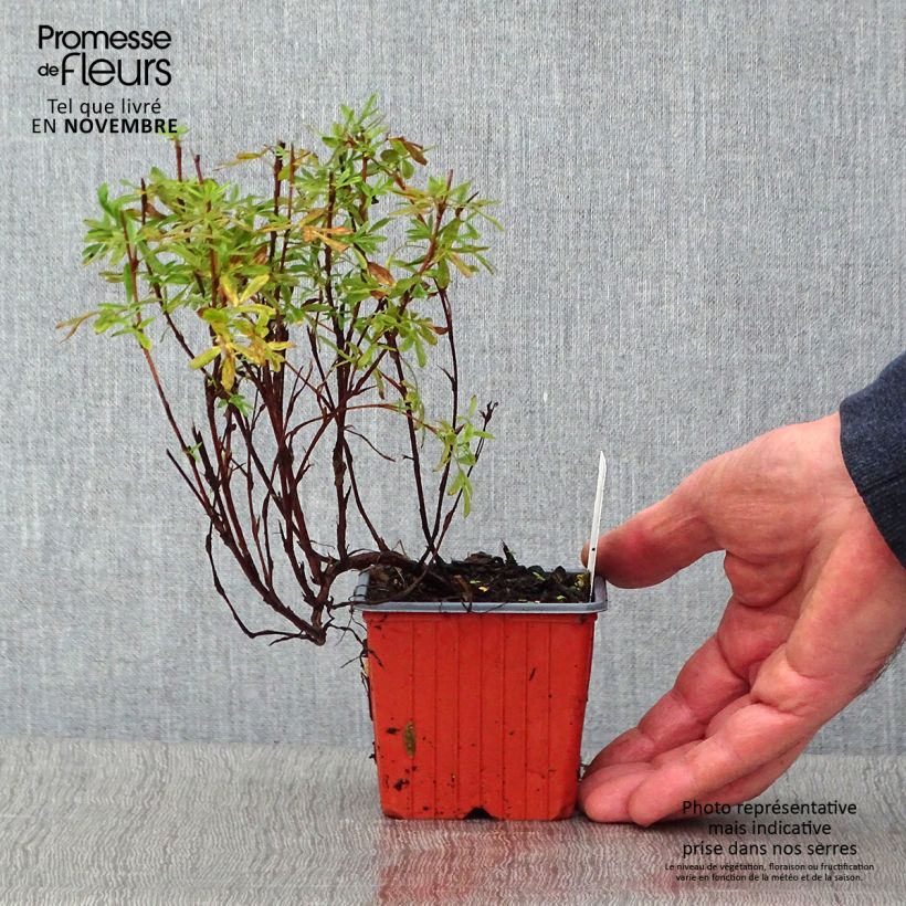 Amostra de Potentilla fruticosa Pink Paradise Vaso de 8/9 cm tal como entregue no outono
