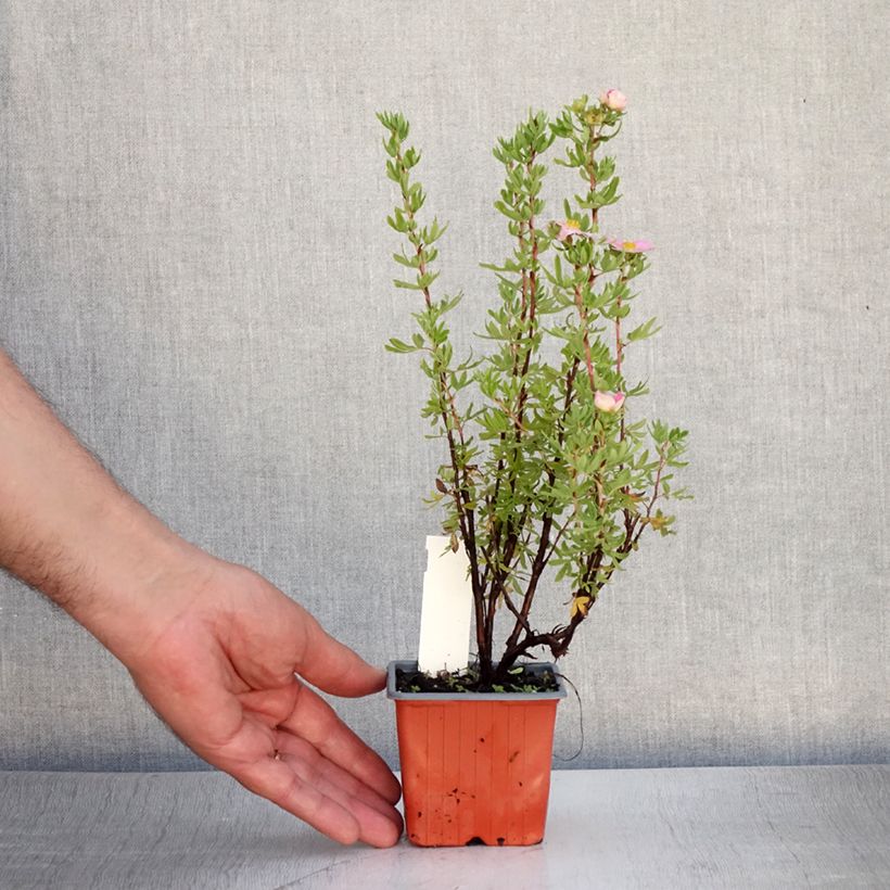 Amostra de Potentilla fruticosa Pink Paradise Vaso de 8/9 cm tal como entregue no verão