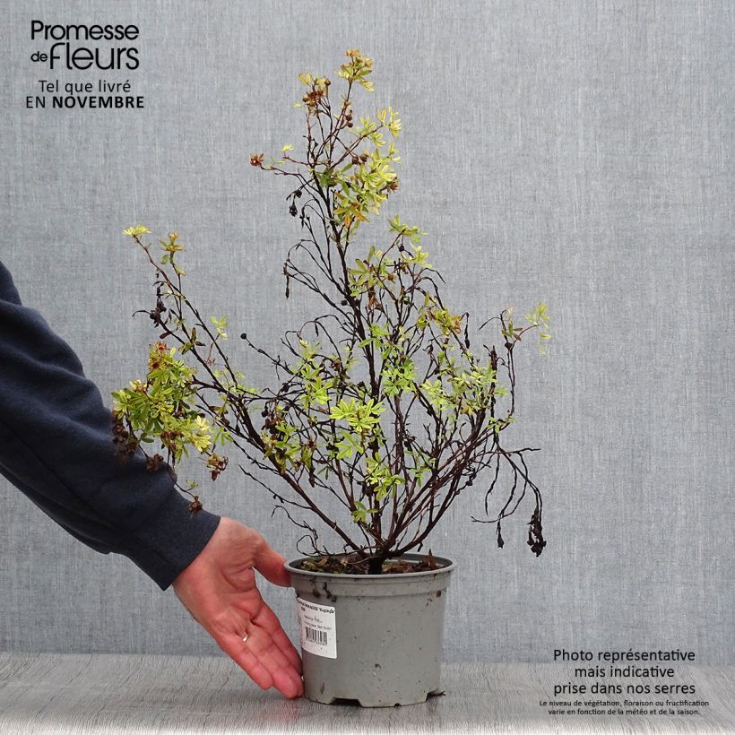 Amostra de Potentilla fruticosa Pink Paradise Vaso de 2 L/3 L tal como entregue no outono