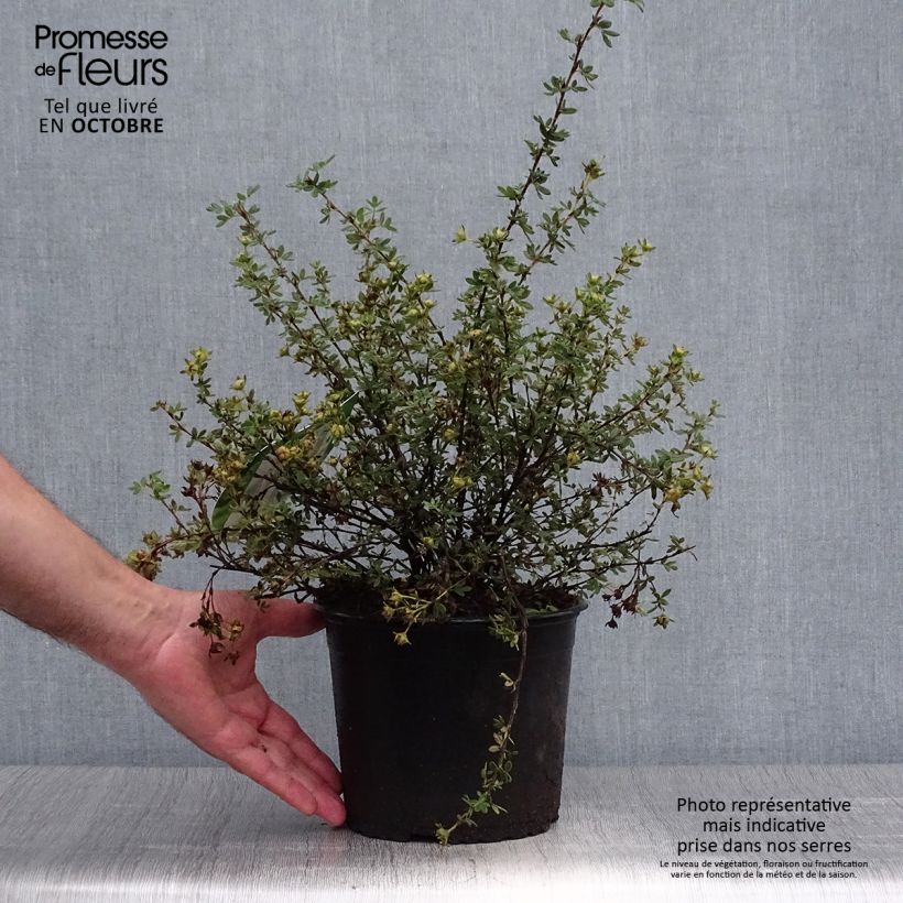 Amostra de Potentilla fruticosa Primrose Beauty Vaso de 2 L/3 L tal como entregue no outono