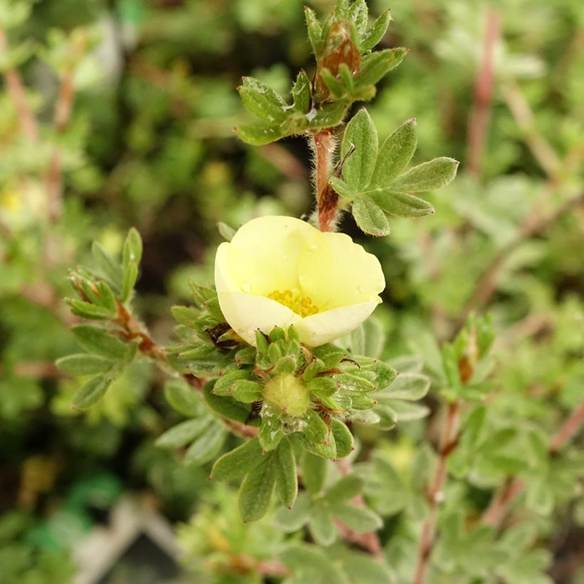 Potentilla fruticosa Primrose Beauty (Floração)