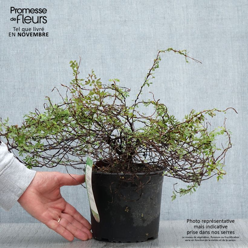 Amostra de Potentilla fruticosa Princess Pink Queen Vaso de 2 L/3 L tal como entregue no outono