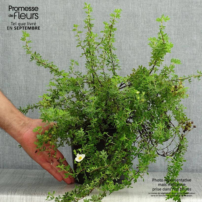 Amostra de Potentilla fruticosa Princess Pink Queen Vaso de 2 L/3 L tal como entregue no verão