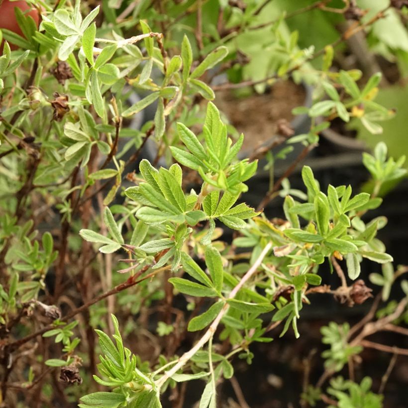 Potentilla fruticosa Princess Pink Queen (Folhagem)