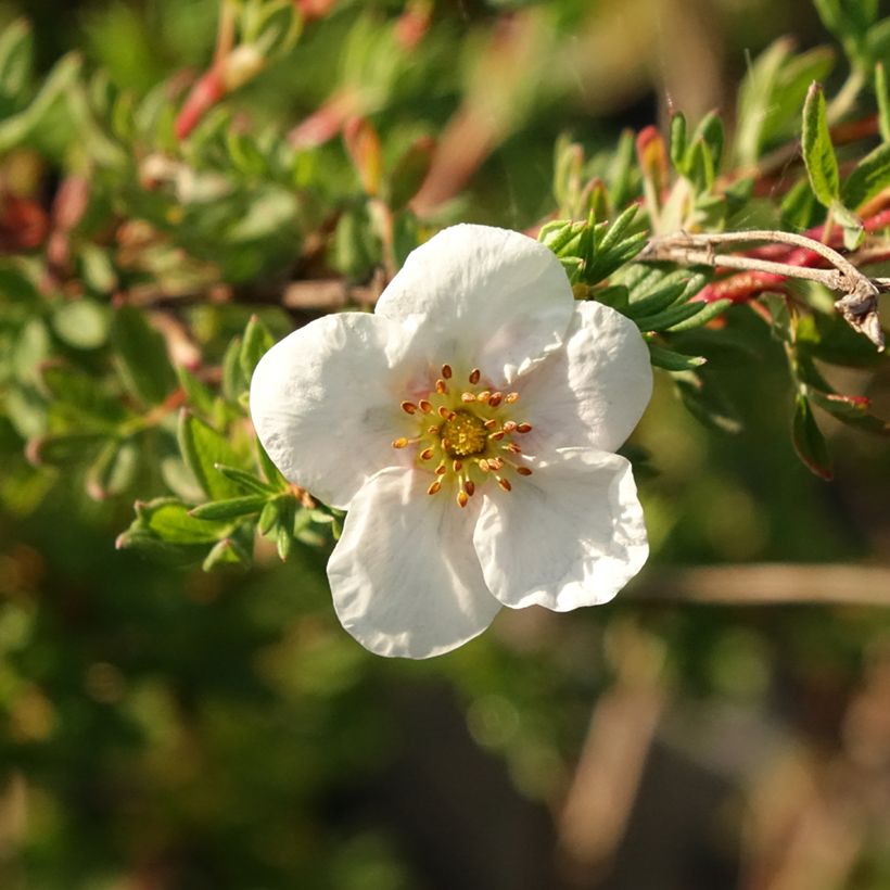 Potentilla fruticosa Princess Pink Queen (Floração)