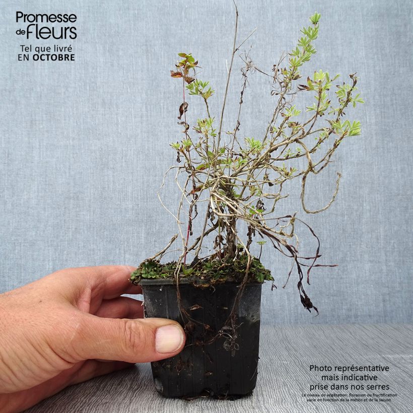 Amostra de Potentilla fruticosa Red Ace Vaso de 8/9 cm tal como entregue no outono