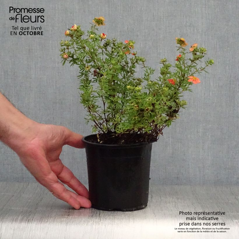 Amostra de Potentilla fruticosa Red Ace Vaso de 1 L/1,5 L tal como entregue no outono