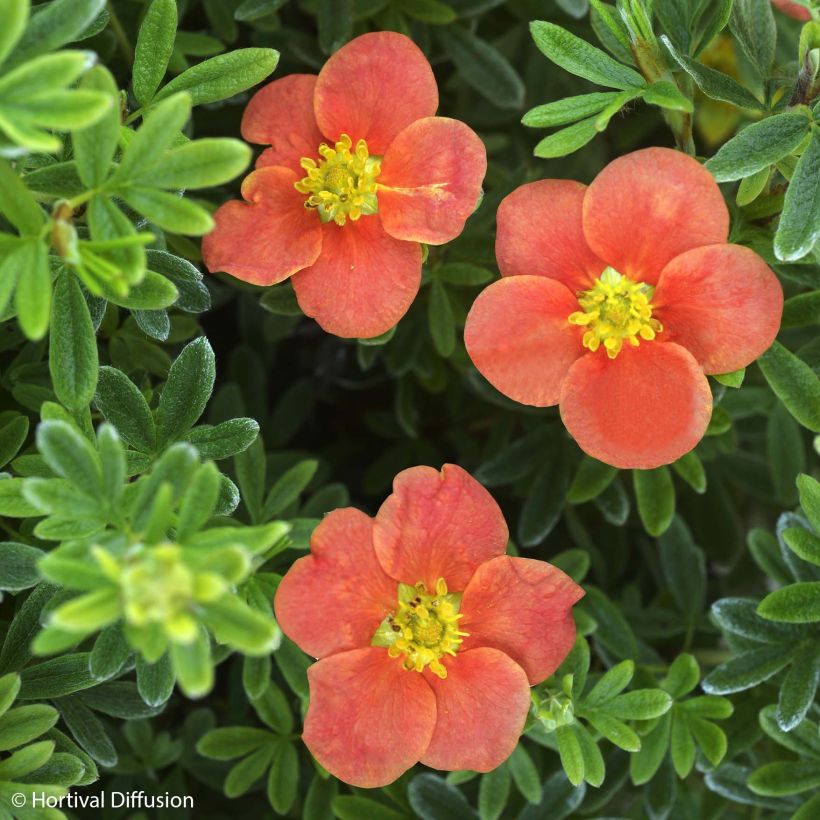 Potentilla fruticosa Red'issima (Floração)