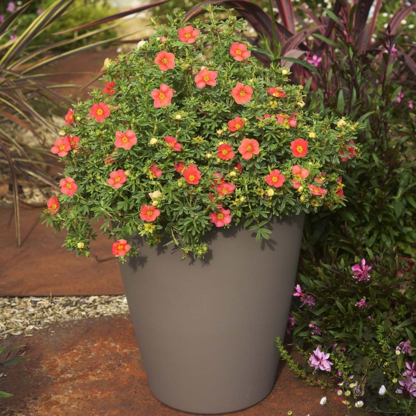 Potentilla fruticosa Red'issima (Hábito)