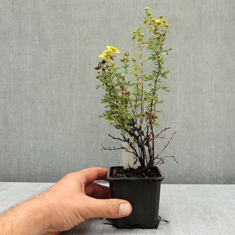 Amostra de Potentilla fruticosa Sommerflor Vaso de 8/9 cm tal como entregue no verão