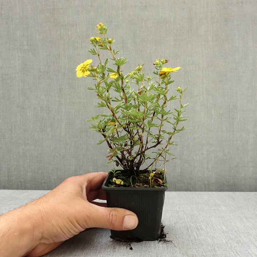 Amostra de Potentilla fruticosa Sommerflor Vaso de 8/9 cm tal como entregue na primavera