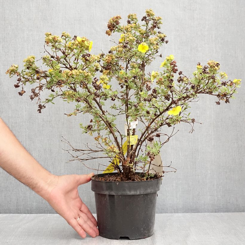 Amostra de Potentilla fruticosa Sommerflor Vaso de 2 L/3 L tal como entregue no verão