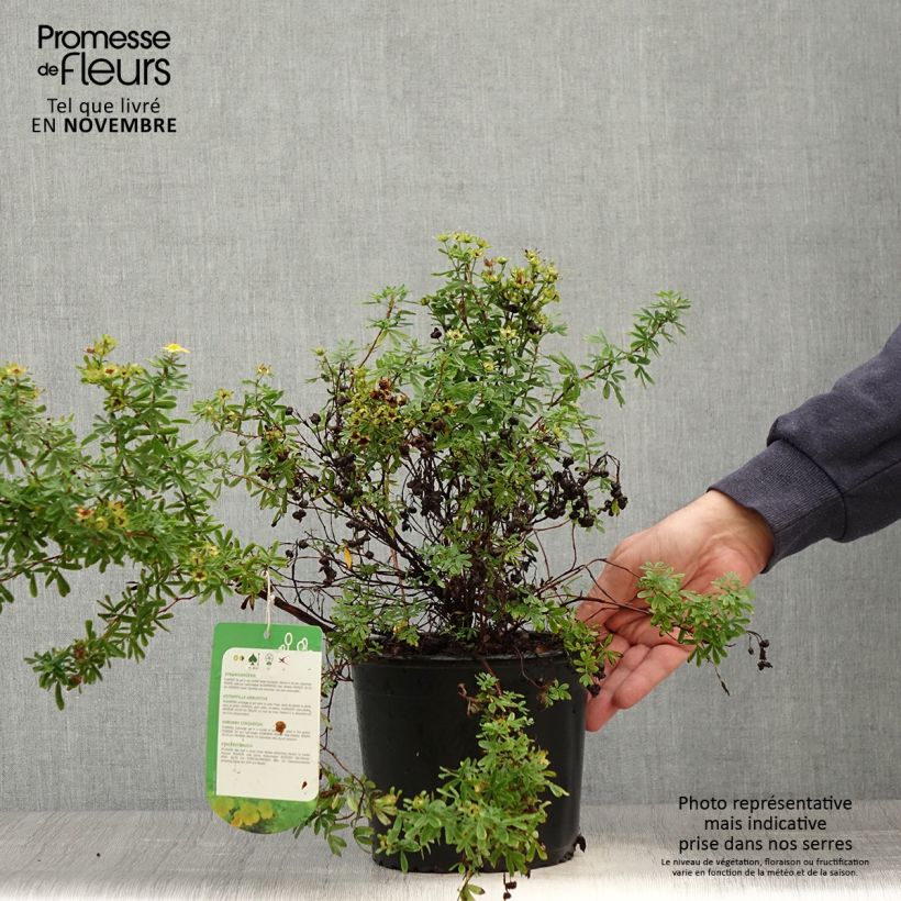 Amostra de Potentilla fruticosa Tangerine Vaso de 2 L/3 L tal como entregue no outono