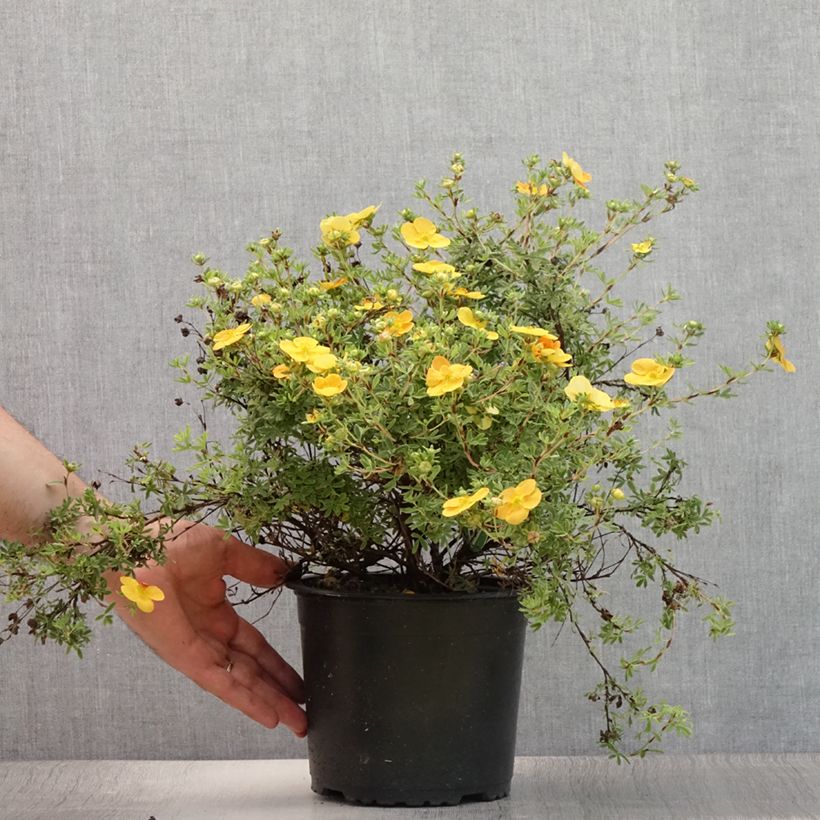 Amostra de Potentilla fruticosa Tangerine Vaso de 2 L/3 L tal como entregue no verão