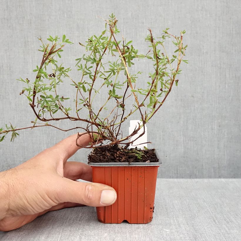 Amostra de Potentilla fruticosa Tangerine Vaso de 8/9 cm tal como entregue no outono
