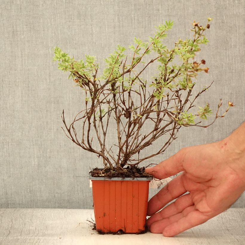 Amostra de Potentilla fruticosa Tangerine Vaso de 8/9 cm tal como entregue no verão