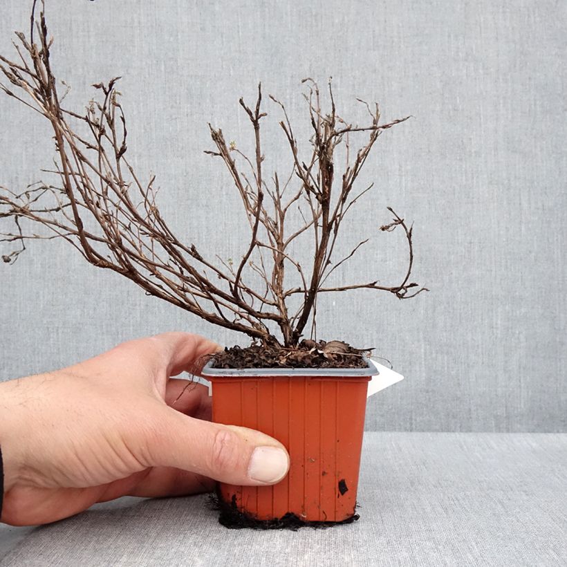 Amostra de Potentilla fruticosa Tangerine Vaso de 8/9 cm tal como entregue na primavera