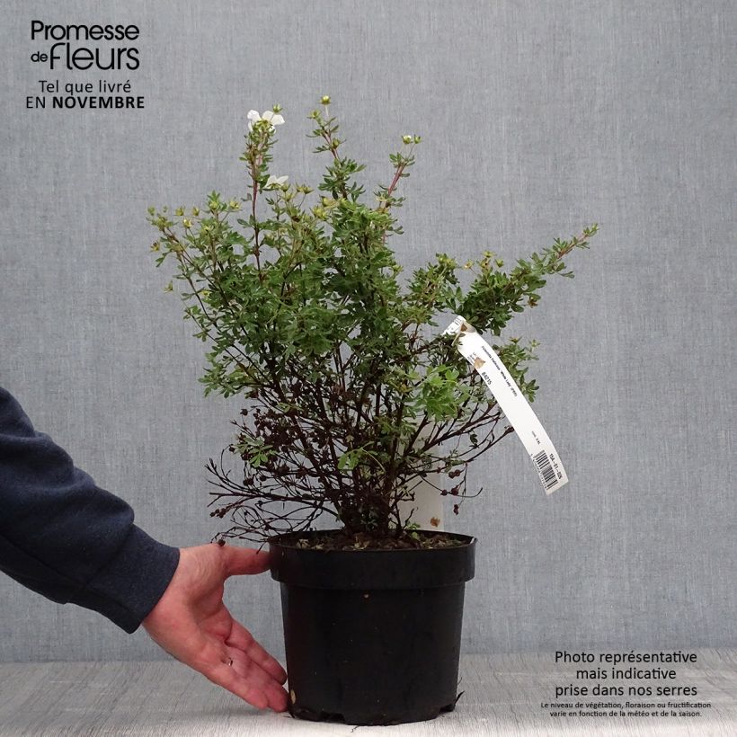 Amostra de Potentilla fruticosa White Lady Vaso de 3 L/4 L tal como entregue no outono