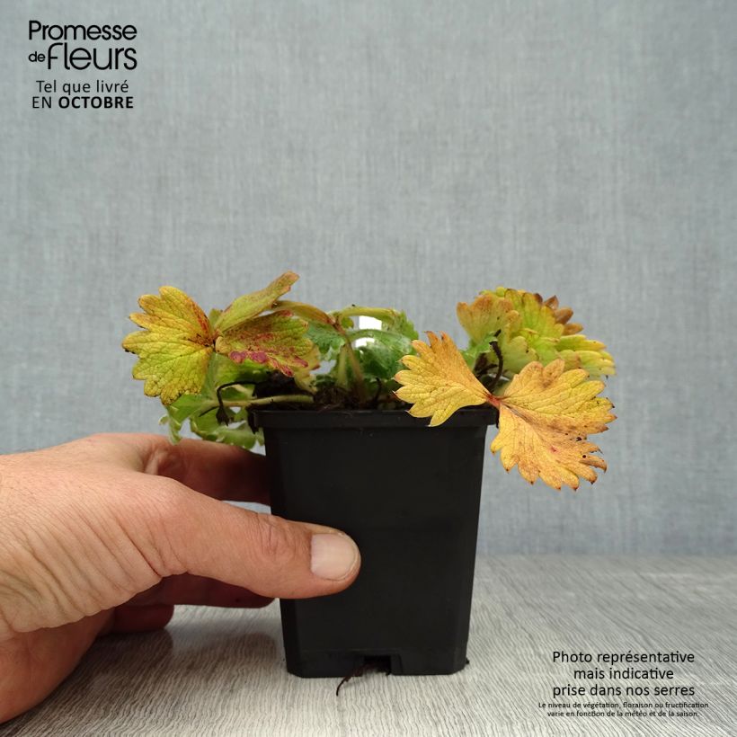 Amostra de Potentilla megalantha Vaso de 8/9 cm tal como entregue no outono