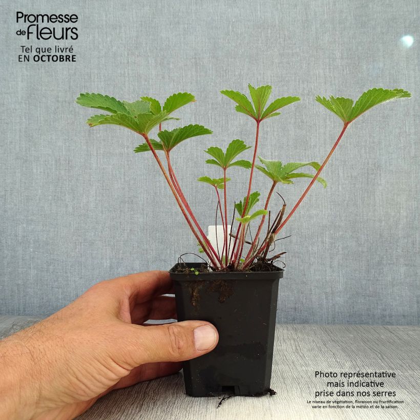 Amostra de Potentilla nepalensis Miss Willmott Vaso de 8/9 cm tal como entregue no outono