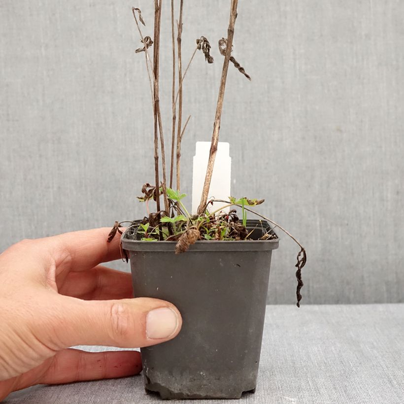 Amostra de Potentilla recta Warrenii Vaso de 8/9 cm tal como entregue no outono