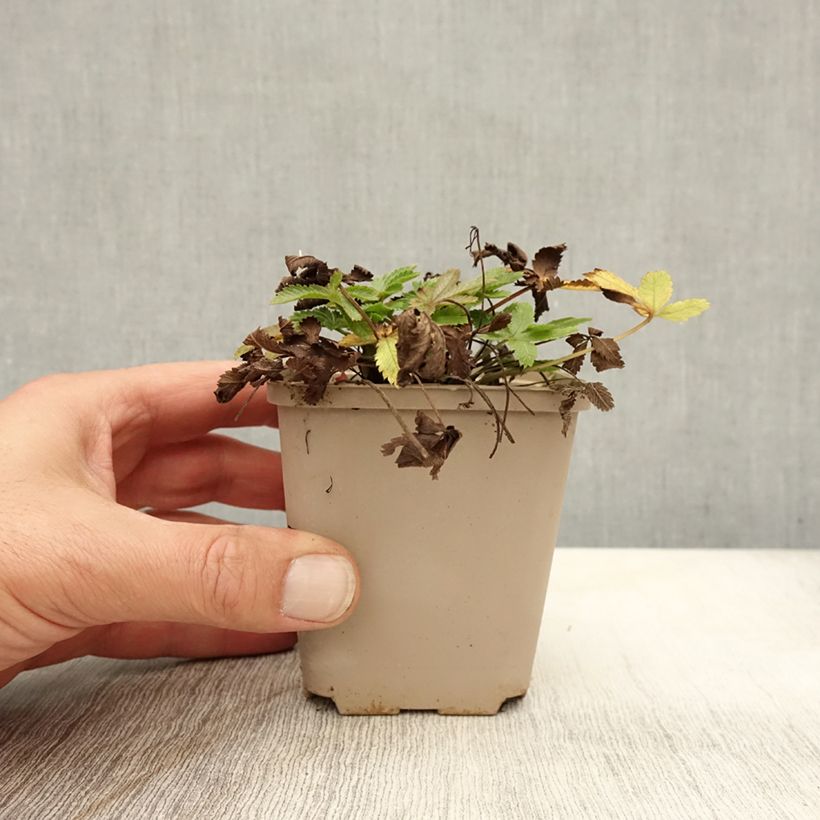 Amostra de Potentilla recta var. sulphurea Vaso de 8/9 cm tal como entregue no outono