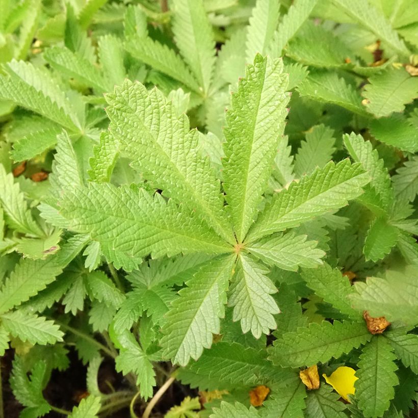 Potentilla recta var. sulphurea (Folhagem)