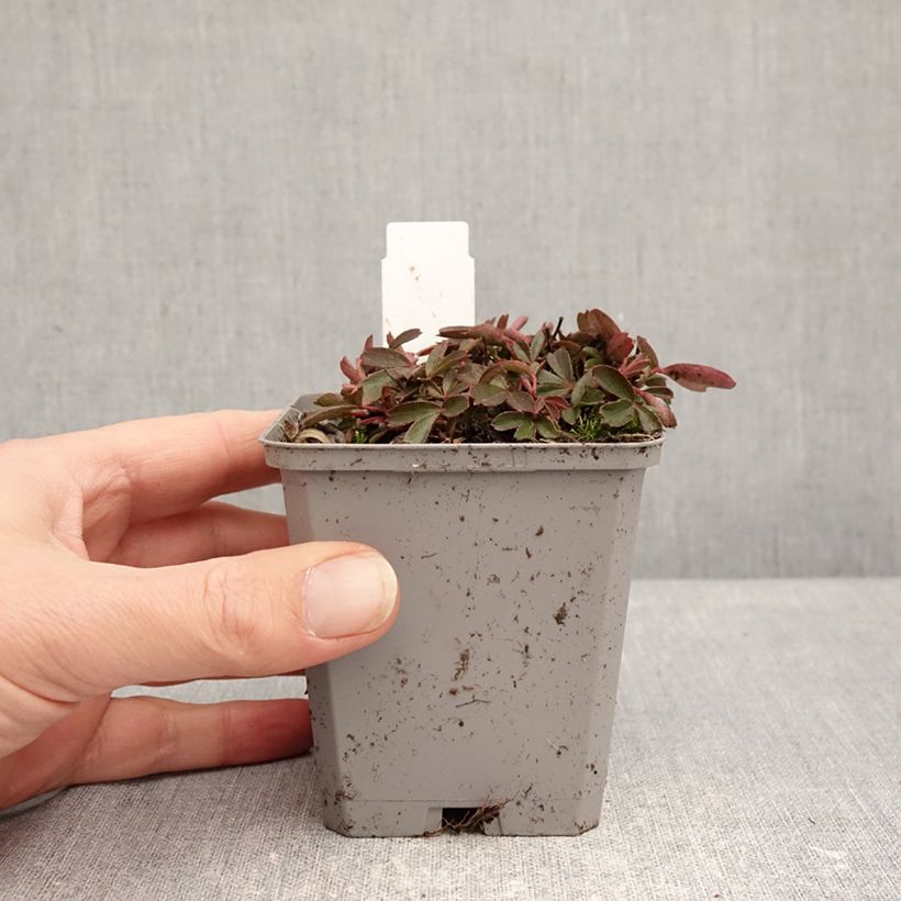 Amostra de Potentilla tridentata Nuuk Vaso de 8/9 cm tal como entregue no inverno