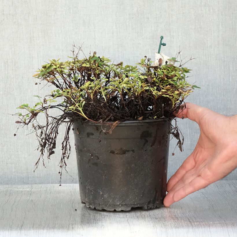 Amostra de Potentilla tridentata Nuuk - Potentille vivace Pot de 1,5L/2L tal como entregue no outono