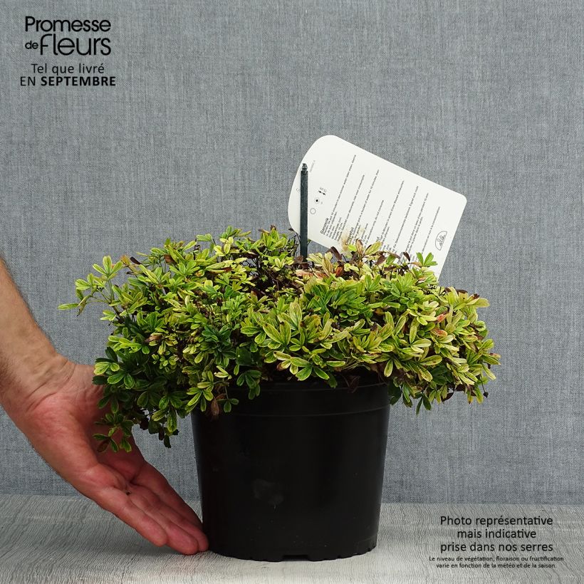Amostra de Potentilla tridentata Nuuk Vaso de 1,5 L/2 L tal como entregue no verão