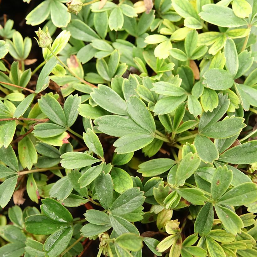Potentilla tridentata Nuuk (Folhagem)